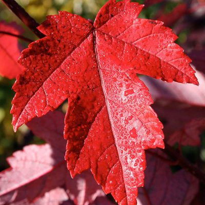 Acer rubrum REDPOINTE 05