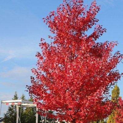 Acer rubrum REDPOINTE (21) fotoshop