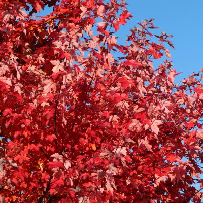 Acer rubrum REDPOINTE (23) 2016-10-20