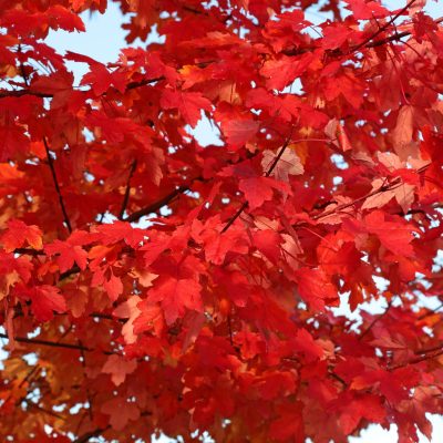 Acer rubrum REDPOINTE (24) 2016-10-20